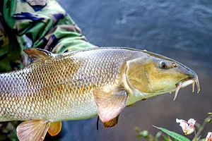 Darlington Brown Trout