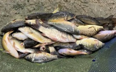 400 Carp Stocked Into Lane Fox Pond