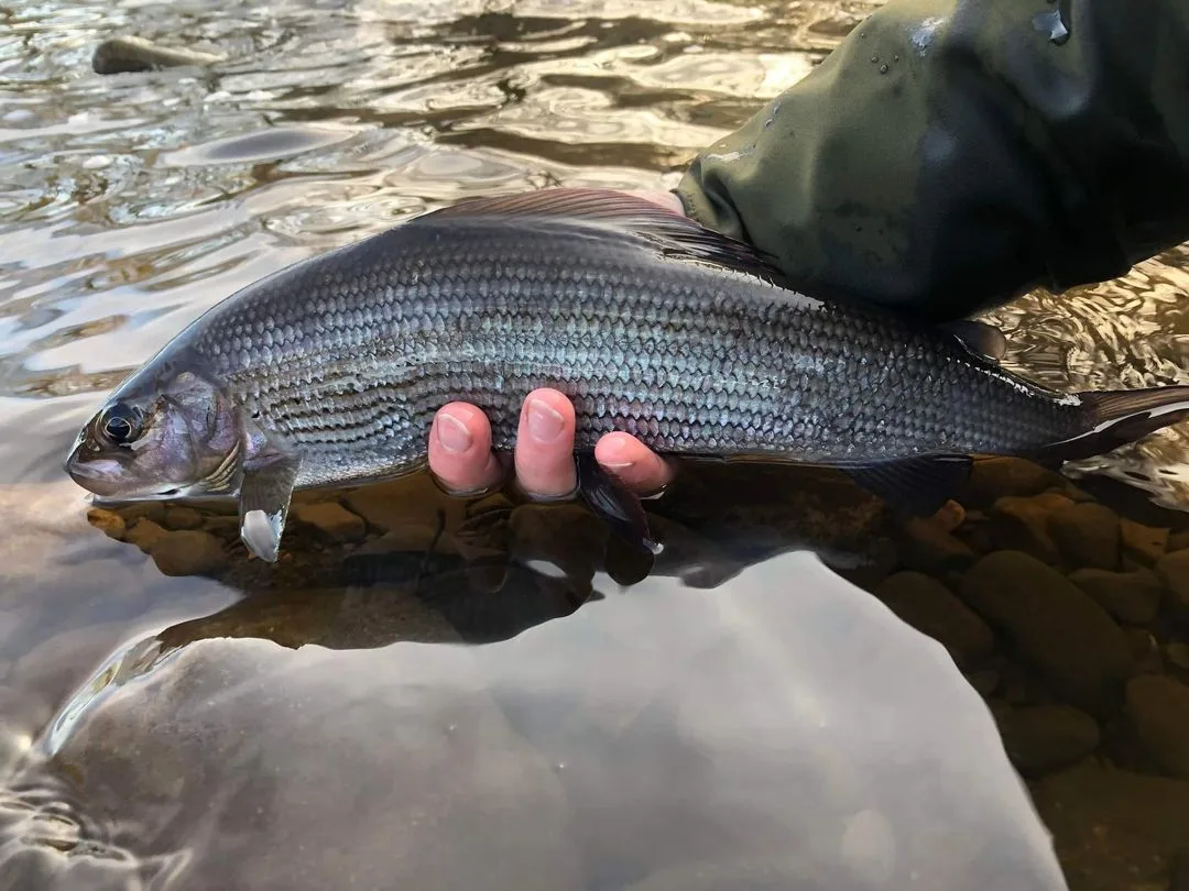 Grayling caught on DBT Water River Tees by Graham Vasey