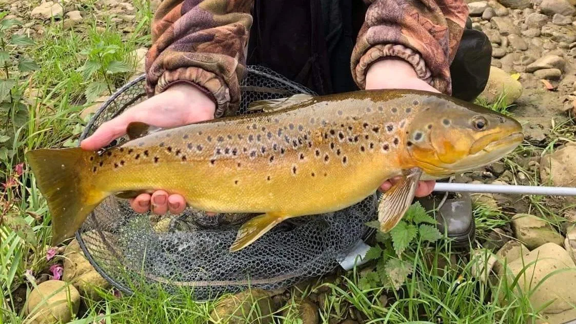 Gary Nicholson Brown Trout DBT