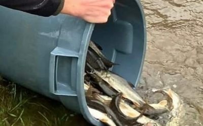 River Swale DBTAA Waters Stocked With Barbel