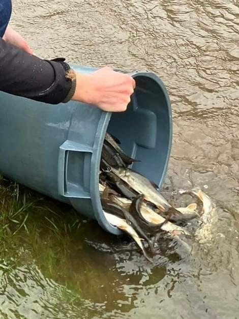 Barbel stocked on River Swale DBTAA water December 2022