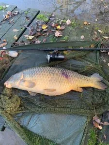 Carp 2 DBT DBT Water