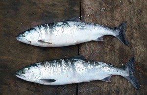Catches or Sightings of Invasive Pink Salmon Must Be Reported
